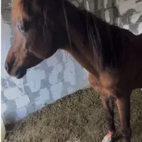 اسب عرب دو سر شناسنامه دار و برگ کشش فدراسیون