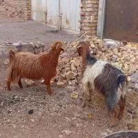 ۲راس بز|حیوانات مزرعه|مشکان, |دیوار