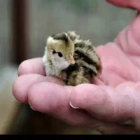 جوجه بلدرچین