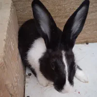 خرگوش|موش و خرگوش|ایرانشهر, |دیوار