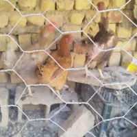 مرغ  بومی تخم گذار|حیوانات مزرعه|خمینی‌شهر, |دیوار