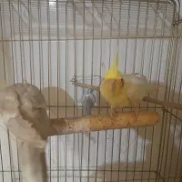 یک جفت عروس هلندی کار|پرنده|زابل, |دیوار