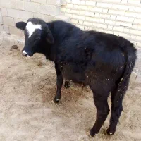 گاو..گوساله