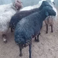 قوچ جوان|حیوانات مزرعه|زاگرس, |دیوار