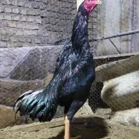 مرغ وخروس اوشامو