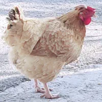 مرغ و بوقلمون|حیوانات مزرعه|سراب میمه, |دیوار