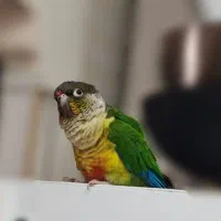 گرینچیک یلوساید رد