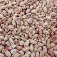 لوبیا چیتی امسالی