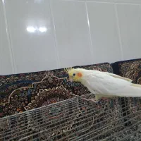 عروس هلندی|پرنده|قم, زاویه|دیوار