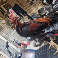 خروس اوشامو|حیوانات مزرعه|دیلم, |دیوار