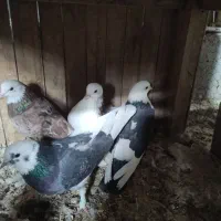 6تا کبوتر آس|پرنده|شاهرود, |دیوار