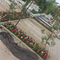 باغبان حرفه ای