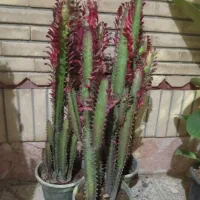 گلهای شاداب زیبا