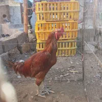 خروس لاری جوان