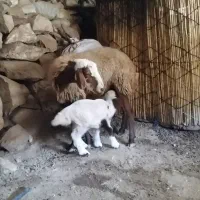 گوسفند وبره جوان|حیوانات مزرعه|بدره, |دیوار