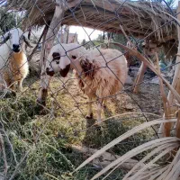 دوعددمیش آبستن|حیوانات مزرعه|عنبرآباد, |دیوار