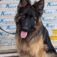 سگ ژرمن شپرد نر