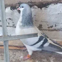 بدرنگ نر|پرنده|اقبالیه, |دیوار