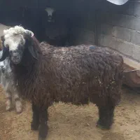 بره قوچی کشتاری