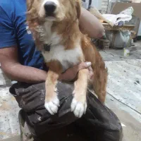 واگزاری سگ اشپیتز|سگ|کامیاران, |دیوار