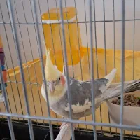 عروس‌هلندی