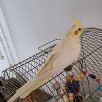 ۲ عدد عروس هلندی فول دستی|پرنده|قم, باجک یک|دیوار