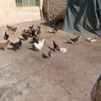 جیجه|پرنده|وحدتیه, |دیوار