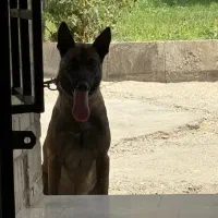 نر ۲ ساله مالینویز اماده جفتگیری|سگ|بروجرد, |دیوار