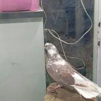 دوعدد کبوتر قطعه بزرگ نوک جمع|پرنده|شاهین دژ, |دیوار