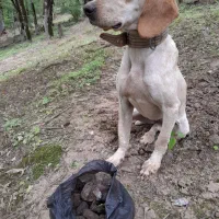 توله دنبلان