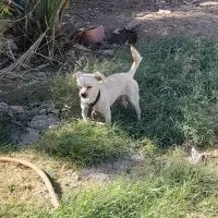 سگ پاکوتاه خیلی باهوش عاشق کودکان|سگ|نرماشیر, |دیوار