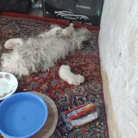 سگ پاکوتاه نژاد تریر