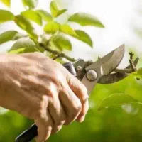 هرس کار بسیار ماهر