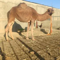 شتر خشک|حیوانات مزرعه|سبزوار, قصبه شرقی|دیوار