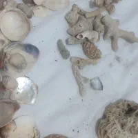 لوازم آکواریوم گوش ماهی صدف سنگ مرجان|ماهی|مشهد, جاهد شهر|دیوار