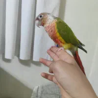 پرنده|پرنده|مبارکه, |دیوار