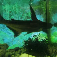 آکواریوم با ماهی بزرگ نیم متری