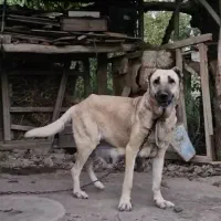 ماده سرابی اصیل|سگ|عجب شیر, |دیوار