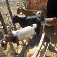 حیوانات|حیوانات مزرعه|شمیل, |دیوار