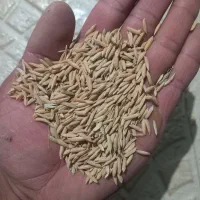 فروش و معاوضه شالی ندا بذری