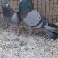 سبزتهرانی الشتر