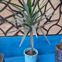 گل ( درخت ) یوکا|گل و گیاه طبیعی|رشت, سلیمانداراب|دیوار