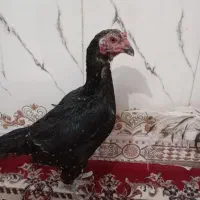 مرغ|حیوانات مزرعه|خاش, |دیوار