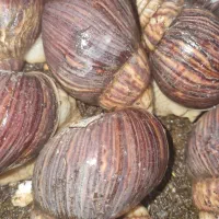 واگزاری حلزون درخدمتم