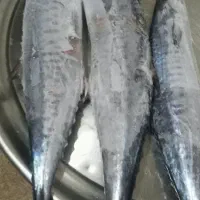 بچه شیر شوریده موجود