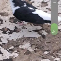 فروش کفتر