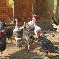 بوقلمون نر و ماده پارساله و امساله|حیوانات مزرعه|رودسر, |دیوار