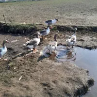 سلام ۶عددغازجوان سالم پرگوشت|پرنده|چاف و چمخاله, |دیوار