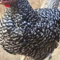 مرغ تخمگذار یک ساله