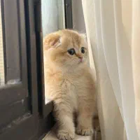 گربه اسکاتیش|گربه|تهران, آرارات|دیوار